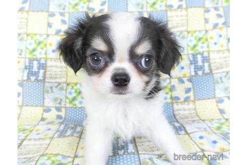 成約済の千葉県のチワワ(ロングコート)-153284の9枚目